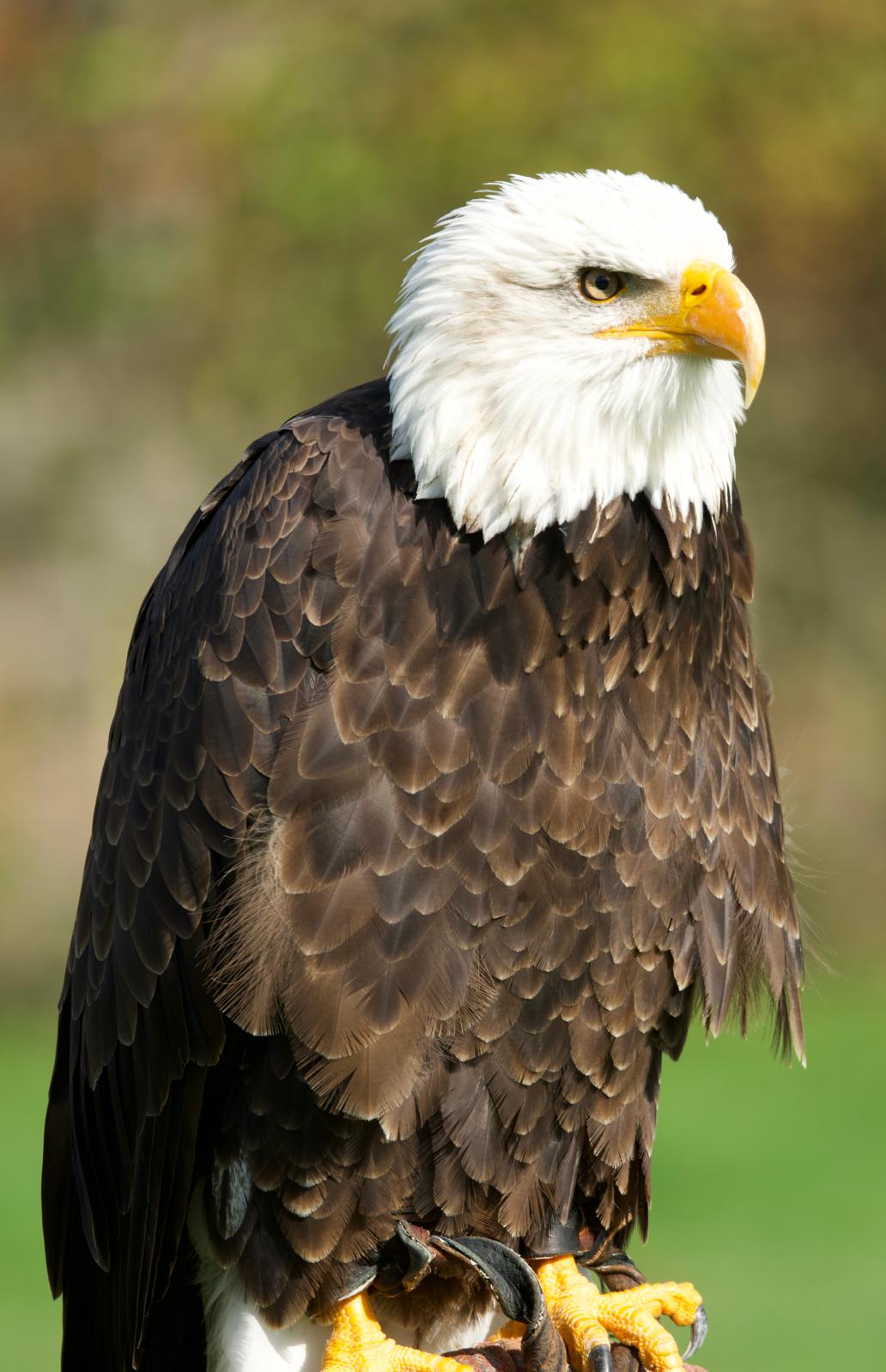 Close portrait of a bald eagle
