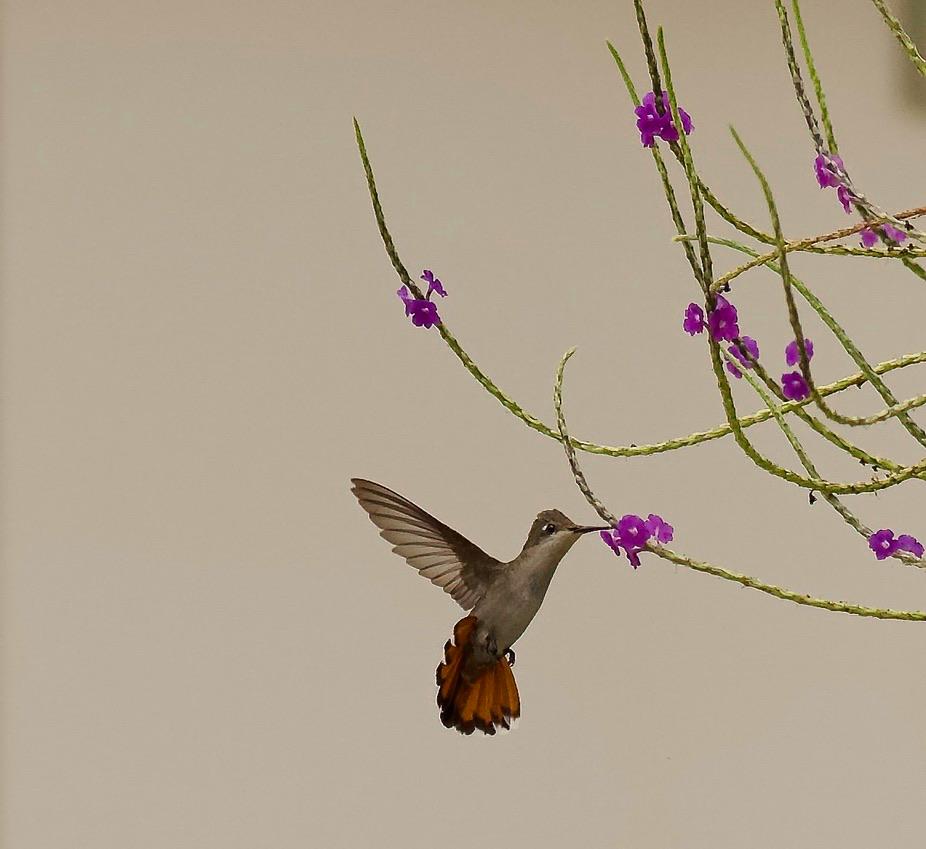 A hummingbird hovering beside purple flowers