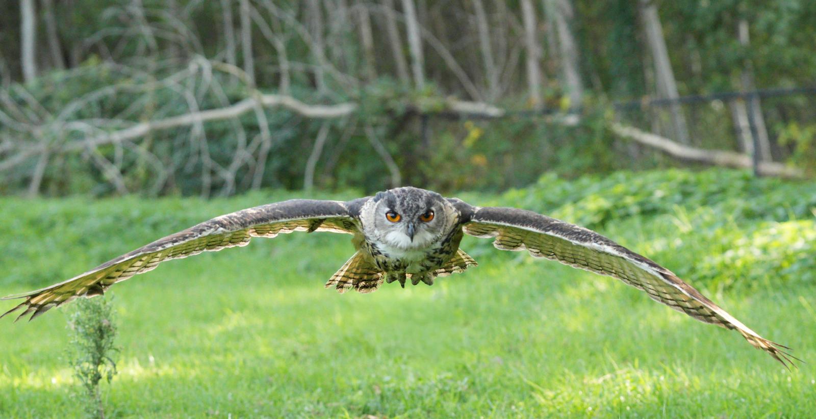 An owl flying low with its wings fully extended