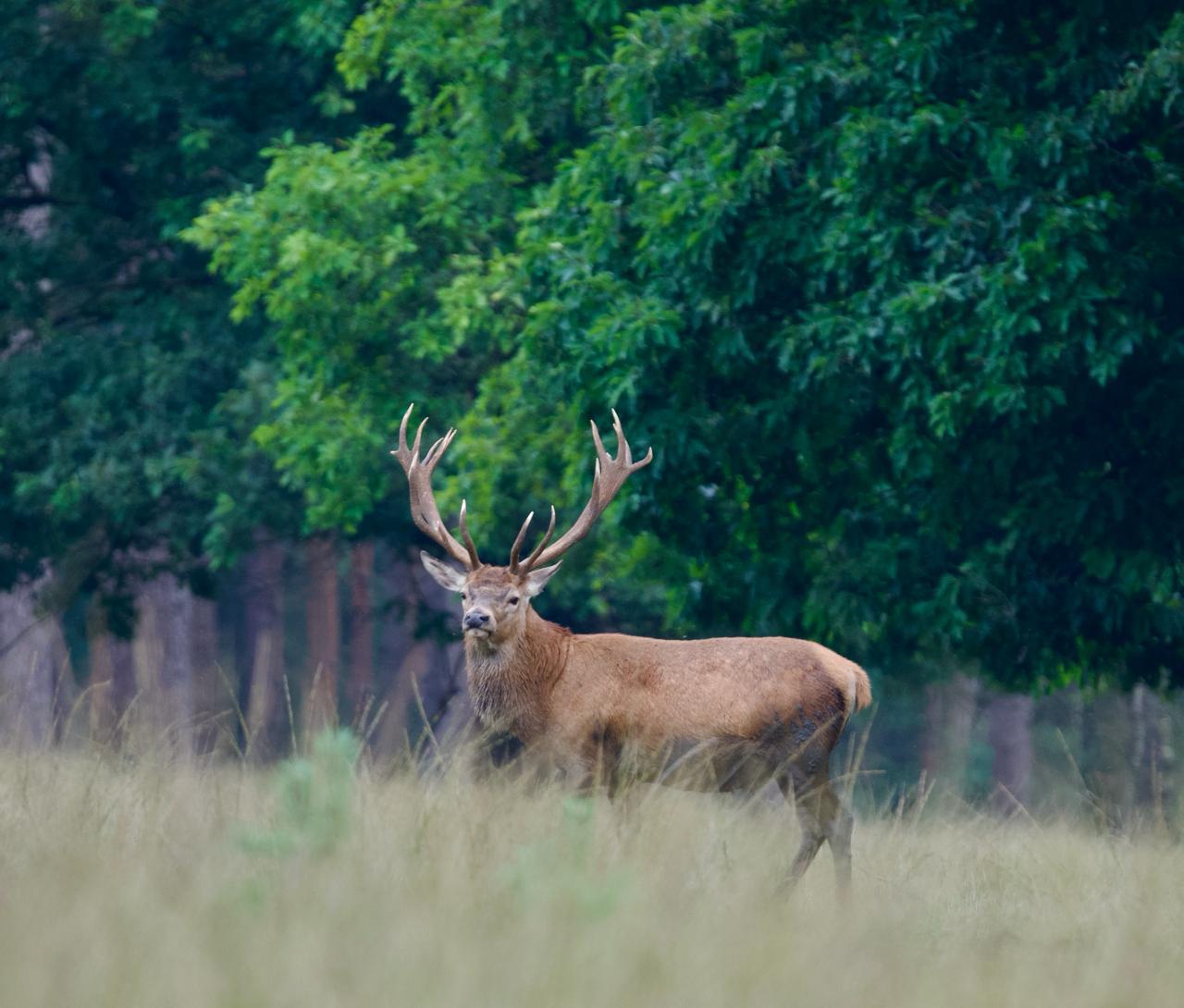 A red deer stag standing at the edge of a forest